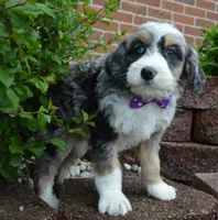 Bailey, a female Miniature Bernedoodle for sale in Celina, OH – 8 of 10