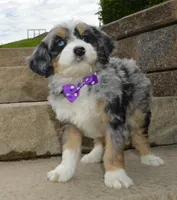 Bailey, a female Miniature Bernedoodle for sale in Celina, OH – 3 of 10