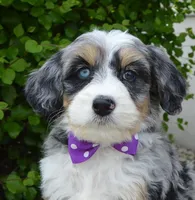 Bailey, a female Miniature Bernedoodle for sale in Celina, OH – 2 of 10