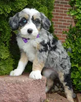 Bailey, a female Miniature Bernedoodle for sale in Celina, OH – 10 of 10