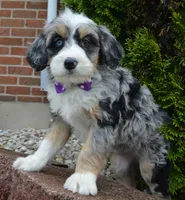 Bailey, a female Miniature Bernedoodle for sale in Celina, OH – 9 of 10