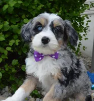 Bailey, a female Miniature Bernedoodle for sale in Celina, OH – 5 of 10