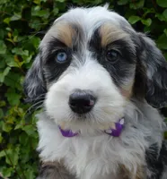 Bailey, a female Miniature Bernedoodle for sale in Celina, OH – 6 of 10