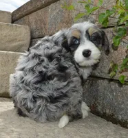 Bailey, a female Miniature Bernedoodle for sale in Celina, OH – 4 of 10
