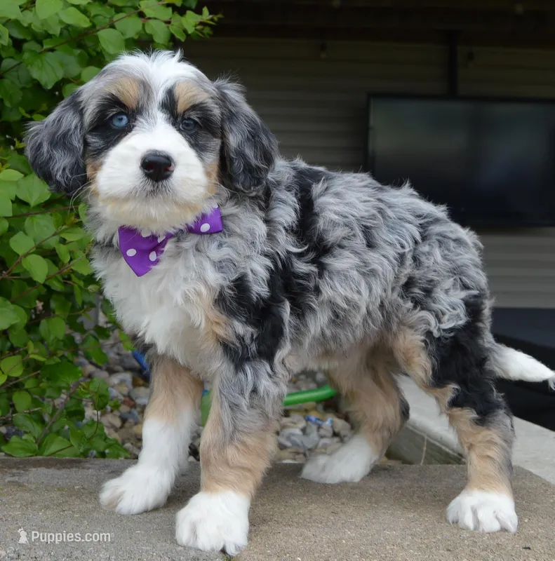 Bailey – Miniature Bernedoodle puppy for sale in Celina, OH