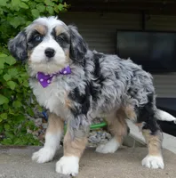 Bailey, a female Miniature Bernedoodle for sale in Celina, OH – 1 of 10