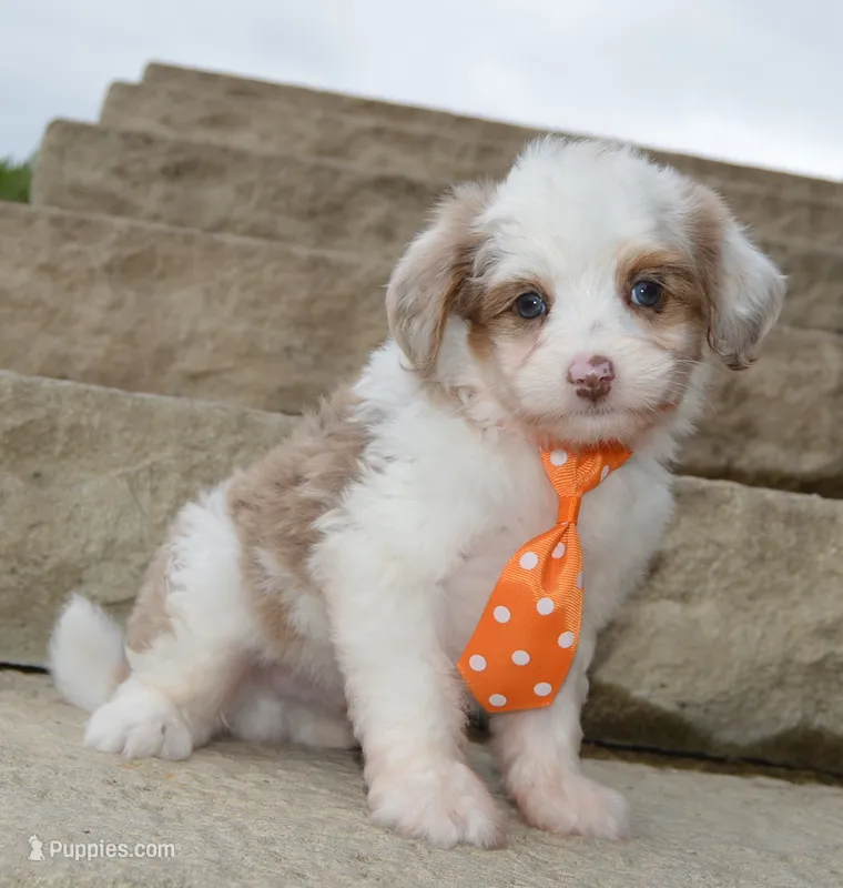 Mini Ace – Miniature Aussiedoodle puppy for sale in Celina, OH