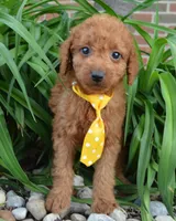 Mini Gordon, a male Miniature Goldendoodle for sale in Celina, OH – 10 of 10