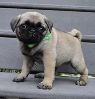 Pearl, a female Pug for sale in Celina, OH – 4 of 10