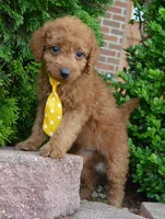 Mini Gordon, a male Miniature Goldendoodle for sale in Celina, OH – 8 of 10