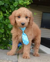Mini Gus, a male Miniature Goldendoodle for sale in Celina, OH – 2 of 10