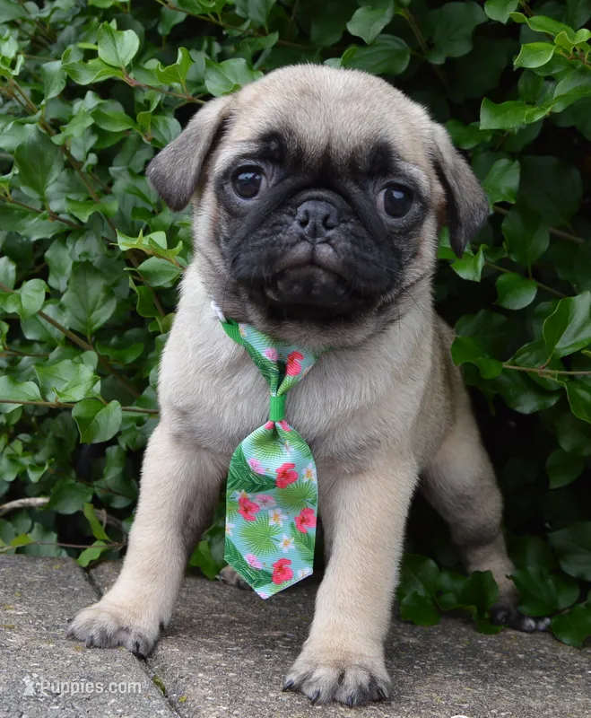 Paxton – Pug puppy for sale in Celina, OH