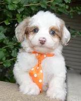 Mini Ace, a male Miniature Aussiedoodle for sale in Celina, OH – 3 of 10