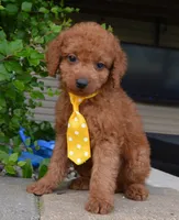 Mini Gordon, a male Miniature Goldendoodle for sale in Celina, OH – 1 of 10