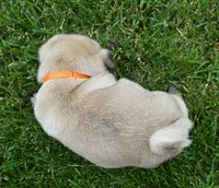 Porter, a male Pug for sale in Celina, OH – 6 of 10