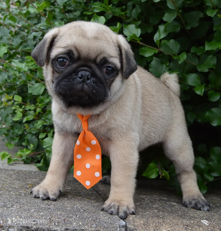 Porter – Pug puppy for sale in Celina, OH