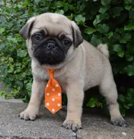 Porter, a male Pug for sale in Celina, OH – 1 of 10