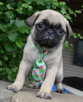Paxton, a male Pug for sale in Celina, OH – 4 of 10