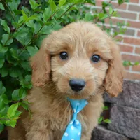 Mini Gus, a male Miniature Goldendoodle for sale in Celina, OH – 9 of 10
