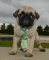 Paxton, a male Pug for sale in Celina, OH – 9 of 10