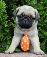 Porter, a male Pug for sale in Celina, OH – 8 of 10