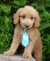 Mini Gus, a male Miniature Goldendoodle for sale in Celina, OH – 5 of 10