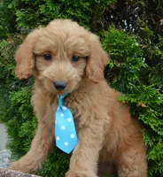 Mini Gus, a male Miniature Goldendoodle for sale in Celina, OH – 4 of 10