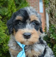 Mini Bear, a male Miniature Bernedoodle for sale in Celina, OH – Photo 10 of 10
