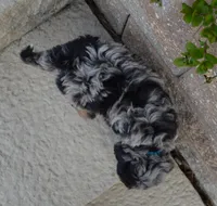Mini Bear, a male Miniature Bernedoodle for sale in Celina, OH – Photo 5 of 10