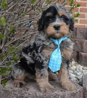 Mini Bear, a male Miniature Bernedoodle for sale in Celina, OH – Photo 8 of 10