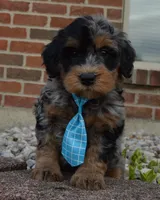 Mini Bear, a male Miniature Bernedoodle for sale in Celina, OH – Photo 7 of 10