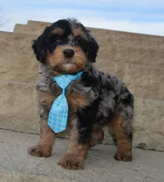 Mini Bear, a male Miniature Bernedoodle for sale in Celina, OH – Photo 3 of 10