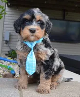 Mini Bear, a male Miniature Bernedoodle for sale in Celina, OH – Photo 4 of 10