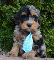 Mini Bear, a male Miniature Bernedoodle for sale in Celina, OH – Photo 9 of 10