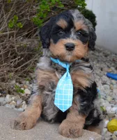 Mini Bear, a male Miniature Bernedoodle for sale in Celina, OH – Photo 2 of 10