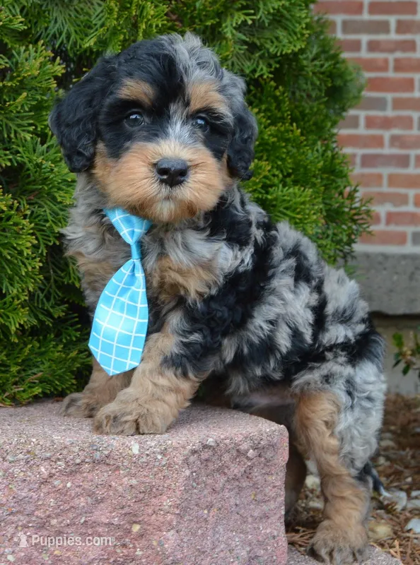 Mini Bear – Miniature Bernedoodle puppy for sale in Celina, OH