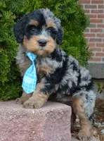 Mini Bear, a male Miniature Bernedoodle for sale in Celina, OH – Photo 1 of 10