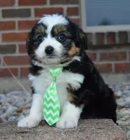 processed/7756db7e-fa5e-4e8e-9990-92d2723f74e8/listing/f6b16c9a-c9d8-440a-9634-02da806ba3fb/3da8b31c-af92-48e0-be18-3fb7d5cdee97