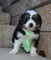 processed/7756db7e-fa5e-4e8e-9990-92d2723f74e8/listing/f6b16c9a-c9d8-440a-9634-02da806ba3fb/7237edf0-797a-4946-8124-b5707226fbdf