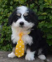 Mini Bruno, a male Miniature Bernedoodle for sale in Celina, OH – Photo 6 of 10