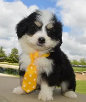 Mini Bruno, a male Miniature Bernedoodle for sale in Celina, OH – Photo 7 of 10