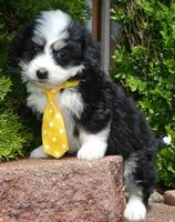 Mini Bruno, a male Miniature Bernedoodle for sale in Celina, OH – Photo 10 of 10
