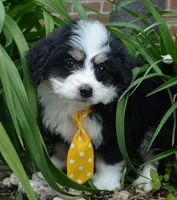 Mini Bruno, a male Miniature Bernedoodle for sale in Celina, OH – Photo 3 of 10
