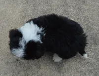 Mini Bruno, a male Miniature Bernedoodle for sale in Celina, OH – Photo 5 of 10