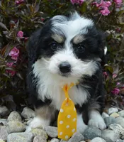Mini Bruno, a male Miniature Bernedoodle for sale in Celina, OH – Photo 9 of 10