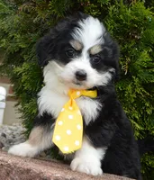 Mini Bruno, a male Miniature Bernedoodle for sale in Celina, OH – Photo 8 of 10