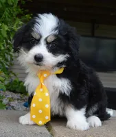 Mini Bruno, a male Miniature Bernedoodle for sale in Celina, OH – Photo 2 of 10