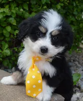 Mini Bruno, a male Miniature Bernedoodle for sale in Celina, OH – Photo 4 of 10