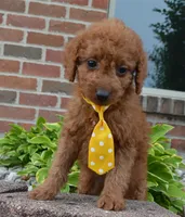 Mini Gordon, a male Miniature Goldendoodle for sale in Celina, OH – 5 of 10