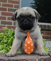 Porter, a male Pug for sale in Celina, OH – 10 of 10